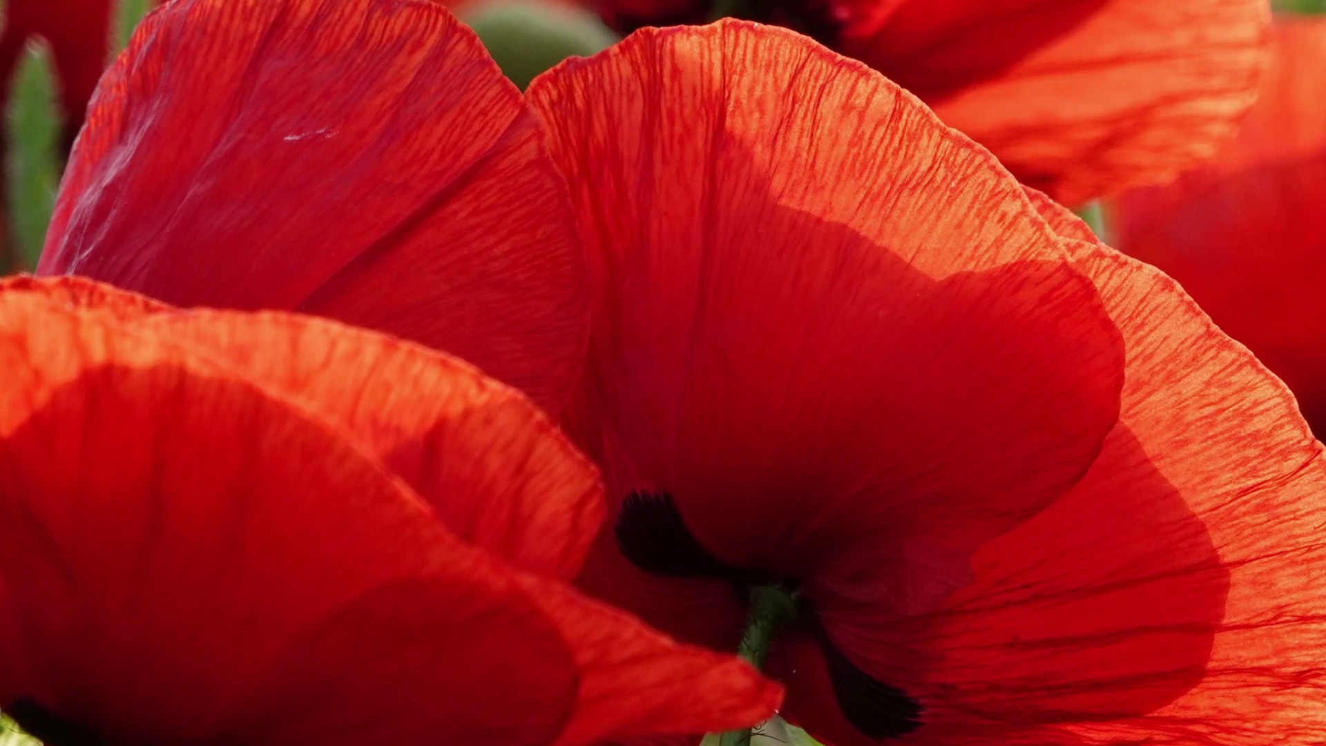 Dailymotion Vidéo - Canopée Produktion 2015-2015